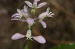 Racemed milkwort